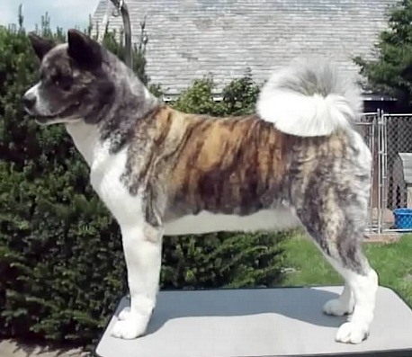 Mavro Matia | Akita 