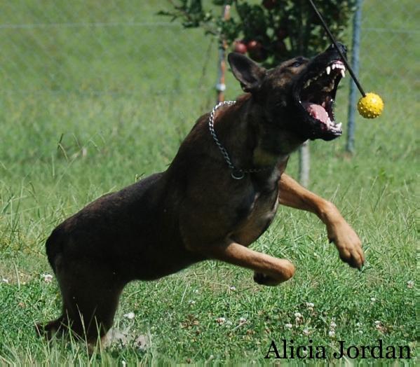 Poca (Dhr. L. Ingrassia) | Belgian Malinois 