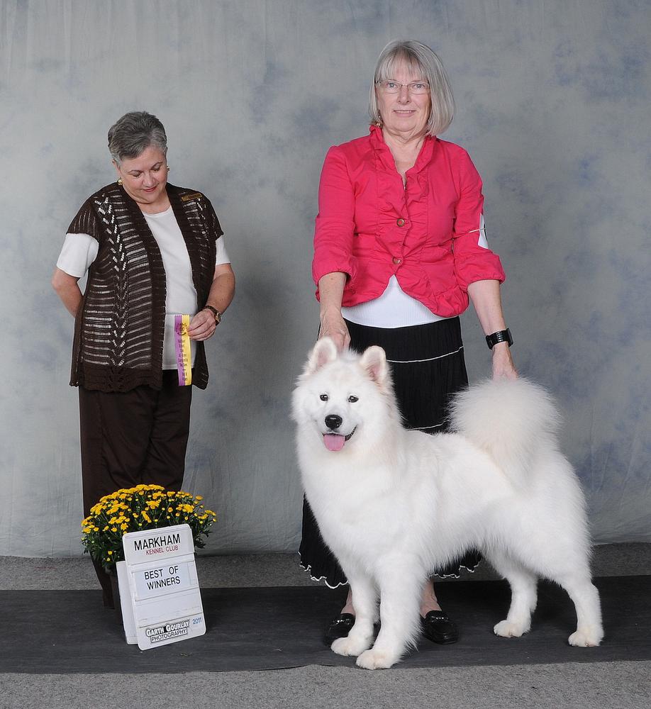 VANDERBILT'S APRIL WINE | Samoyed 