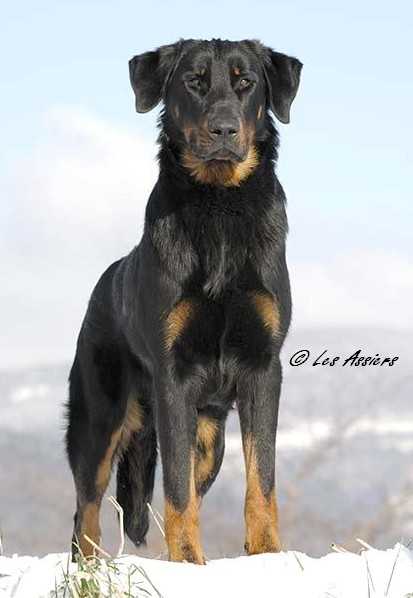 Atoum Des assiers | Beauceron 