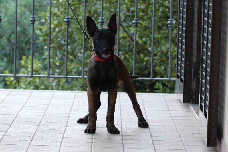 Born to Win Warrior Vespasianus | Belgian Malinois 