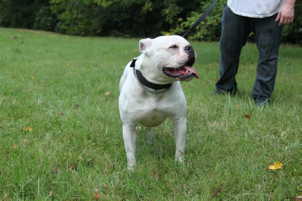 Showtime's D.R.A.K.E of Holy Toledo Bullies | American Bulldog 