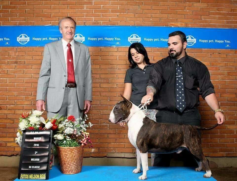 Boris aquila ja kadesh family | Bull Terrier 