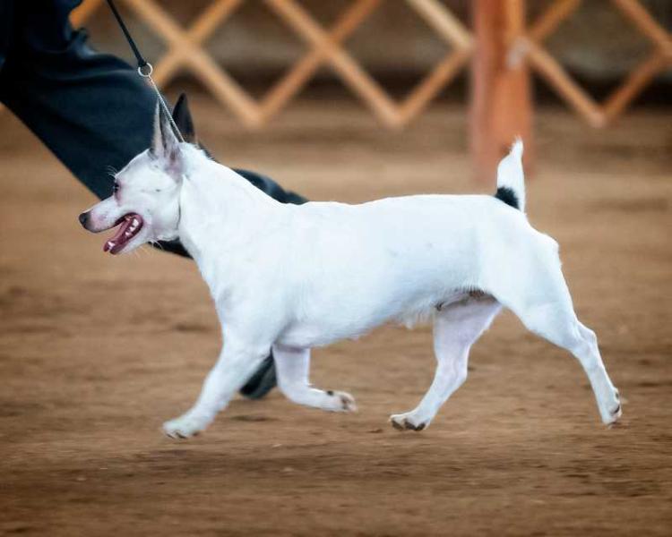 Aspen's Lunar Skye Of TCR | Teddy Roosevelt Terrier 