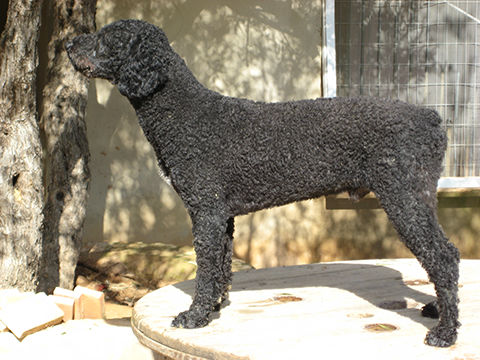 Edu de Juaje | Spanish Water Dog 