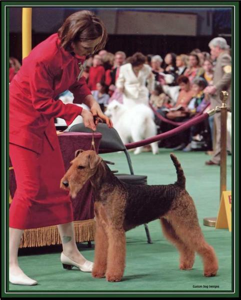 North Stars Total Eclipse | Airedale Terrier 