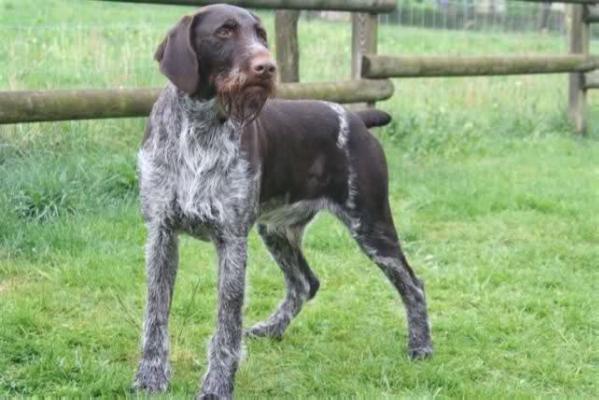 KARLO VOM LANDHAGEN | German Wirehaired Pointer 