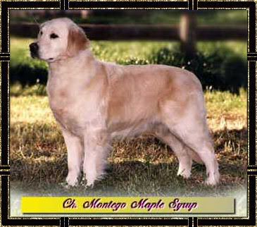 Montego Maple Syrup | Golden Retriever 