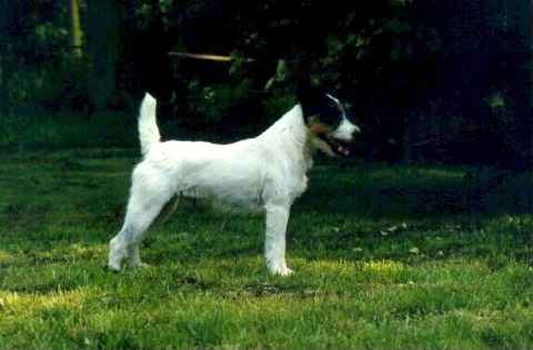 Rednock Iron Topper | Jack Russell Terrier 