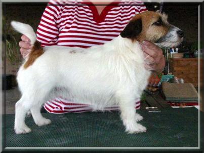 Mahkoolma Jack Neewa | Jack Russell Terrier 