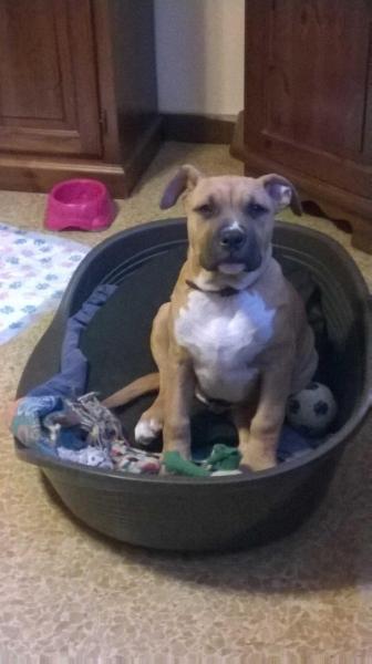 The Terror Thor | American Staffordshire Terrier 