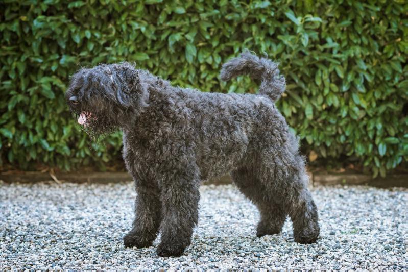 Chilli Abby North Carpaty | Bouvier des Flandres 