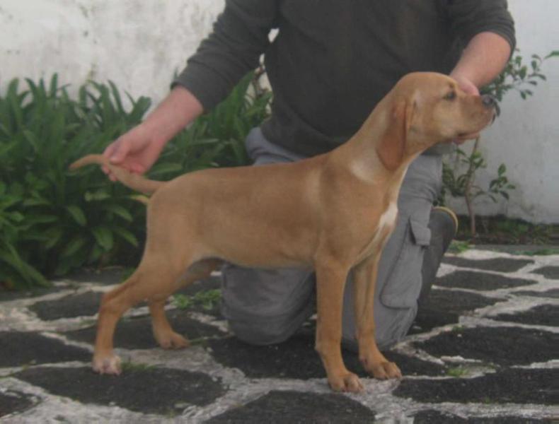 Orgulho da Nação do Berço do Basalto | Portuguese Pointer 