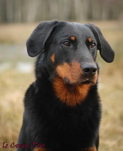 Jadran Astra Canina | Beauceron 