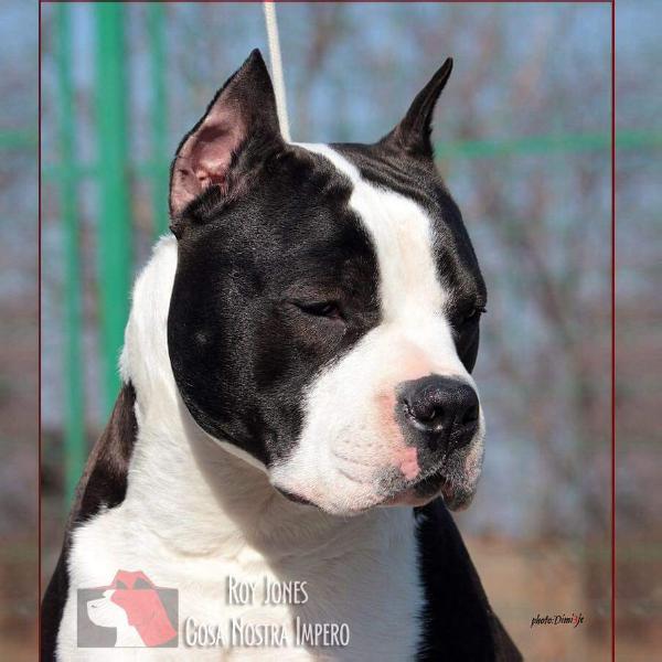 Roy Jones Cosa Nostra Impero | American Staffordshire Terrier 