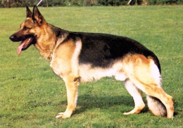 Yoll von Adeloga | German Shepherd Dog 