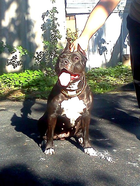 Petra Mad Bullet's | American Staffordshire Terrier 