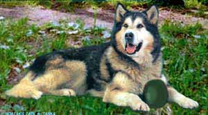 Noatak's Zazil Du Tarka | Alaskan Malamute 