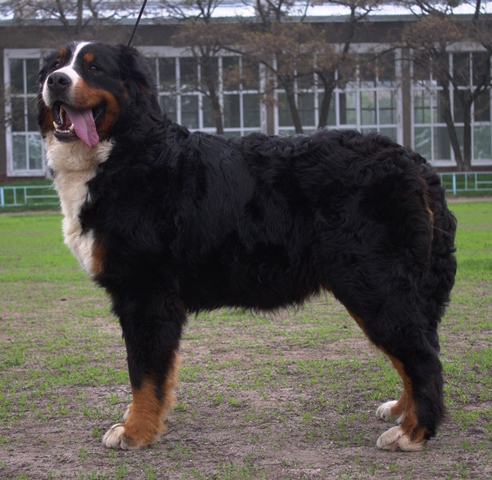 Zabavnyj zverjok yamaha r1 | Bernese Mountain Dog 