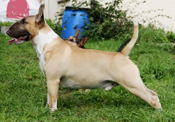 Mr. Lennard von der Alten Veste | Bull Terrier 