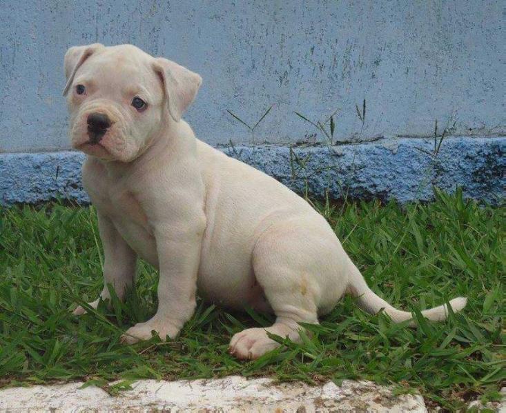Zaira Katrina Bulls | American Bulldog 