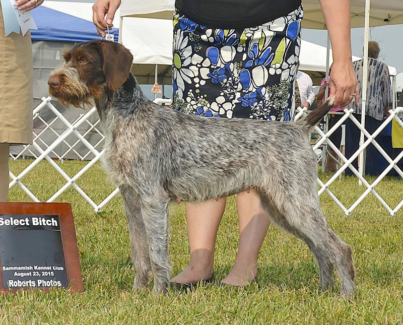 CYNISTER N IDAWIRES CAT'S PAJAMAS | German Wirehaired Pointer 