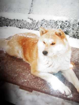 Baraparti Emike | Akita 