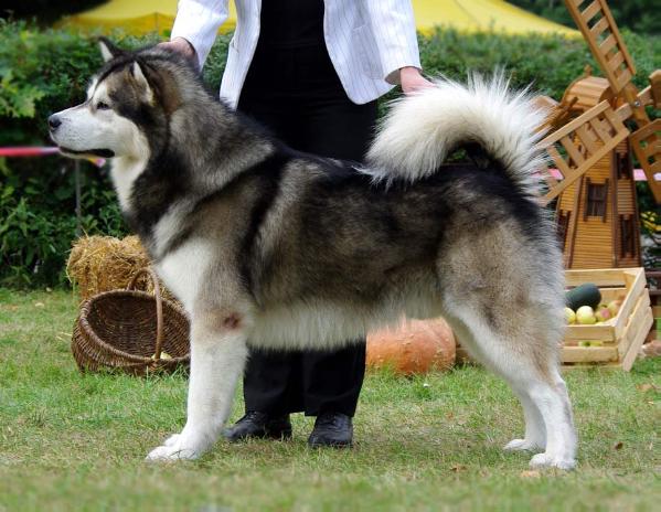 BALTO Srebrny Kiel | Alaskan Malamute 