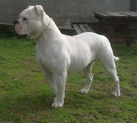 Naxa Van Hula del Llebeig | American Bulldog 