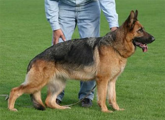 Romy van Huis van Sallandstreek | German Shepherd Dog 