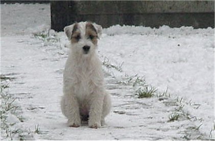 Zochic of Lovealoch | Parson Russell Terrier 