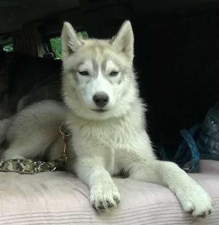 MUCH BETTER Linora Iceblue | Siberian Husky 