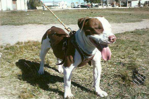 Avô do monstrão | American Pit Bull Terrier 