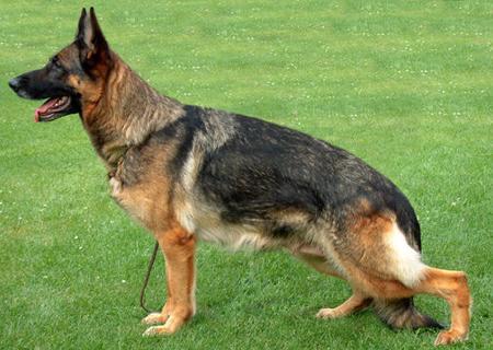 Zenta vom Friedenspark | German Shepherd Dog 