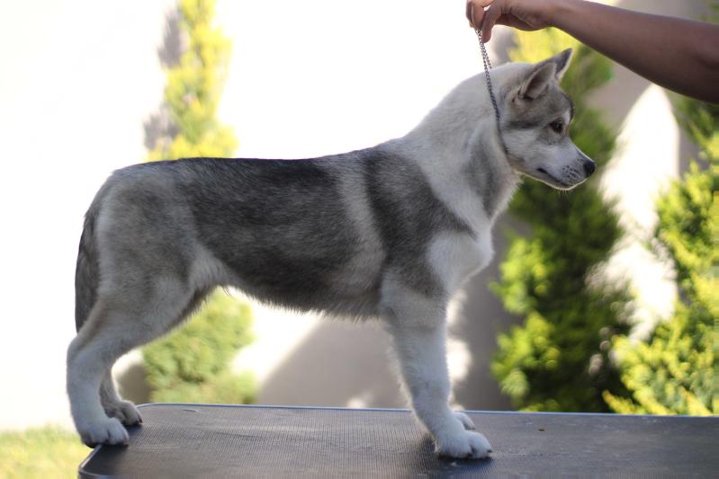 TRINITY WOODY (HERNANDEZ) | Siberian Husky 