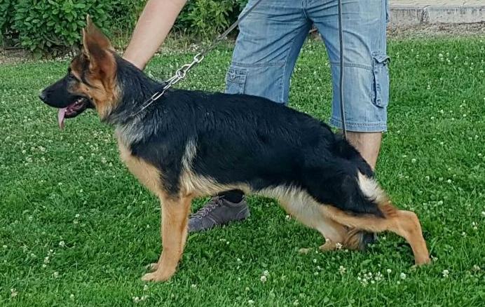 Faena de jalenfont | German Shepherd Dog 