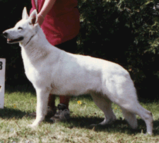 Royal Kountry Magnolia | White Swiss Shepherd Dog 