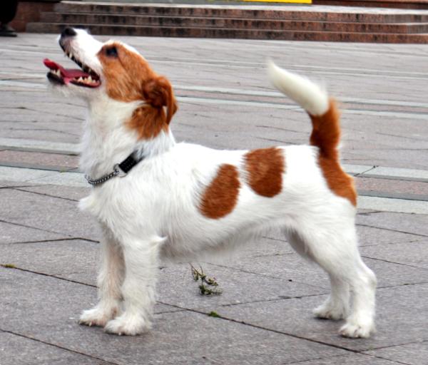 Happy Cammomile Excellent | Jack Russell Terrier 