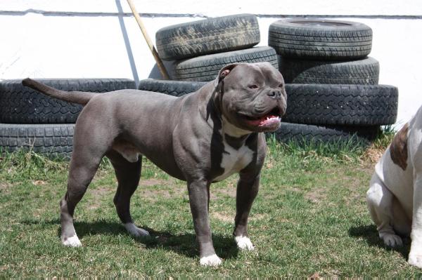 MIURA BULLS' Cruz | American Bulldog 