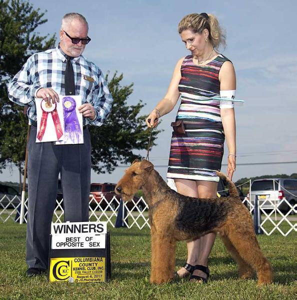 Joval No Greater Glory | Airedale Terrier 