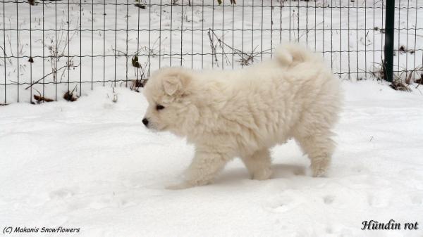 Makanis Snowflowers Chenoa Abiona | Samoyed 