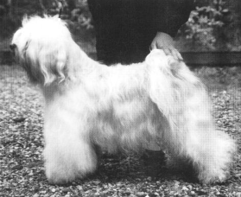 KARAMAIN BARNINA | Tibetan Terrier 