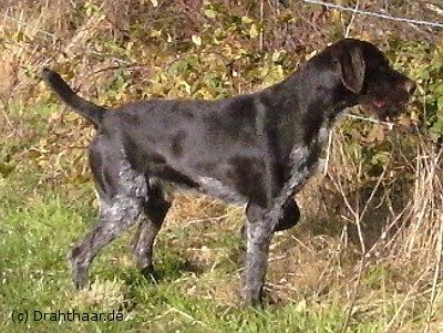 Graf vom Aitrachtal | German Wirehaired Pointer 