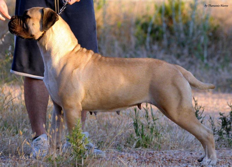 From Haus Rozin Bretta | Bullmastiff 