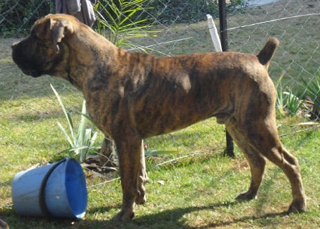 Tigerberg El Dorado | African Boerboel 