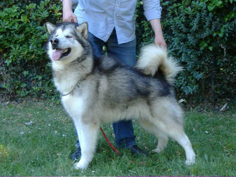 Angelflight | Alaskan Malamute 