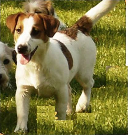 North Carolina dei Piccoli Terriers | Jack Russell Terrier 