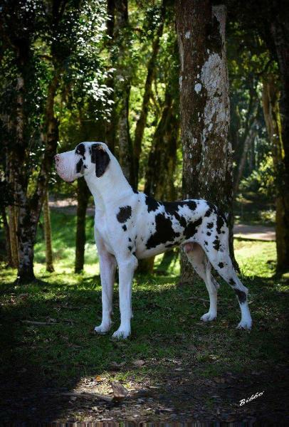 Zeus AR da Fazenda Aruanda | Great Dane 
