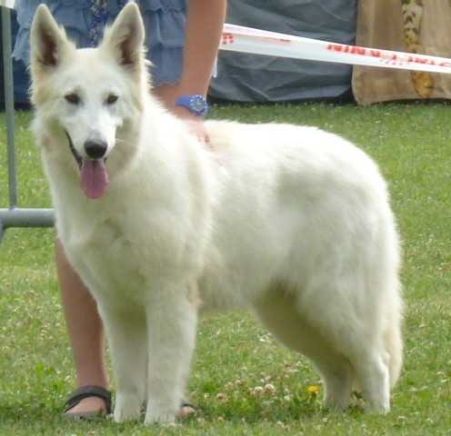 Gaara de la Vallée de l'Orkhon | White Swiss Shepherd Dog 