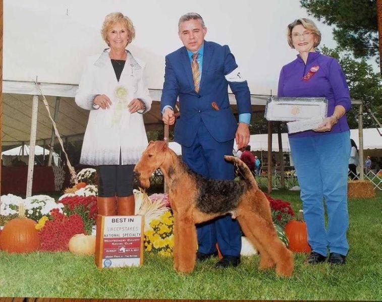 Reydaleterrydale Rangel The Great Gatsby | Airedale Terrier 